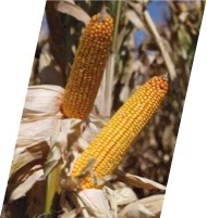 DKC 5812